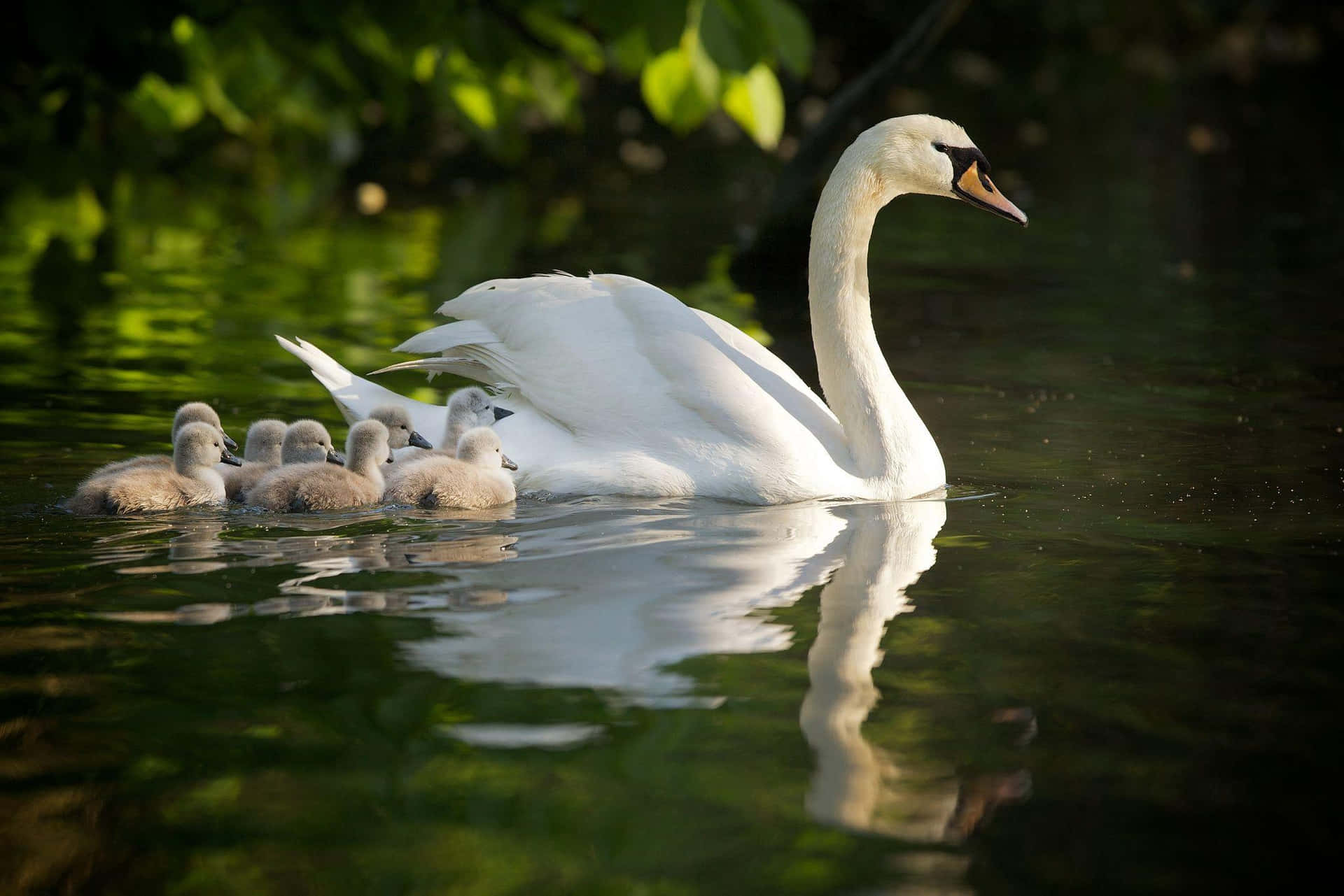 Swan With Cygnets Swimming Wallpaper