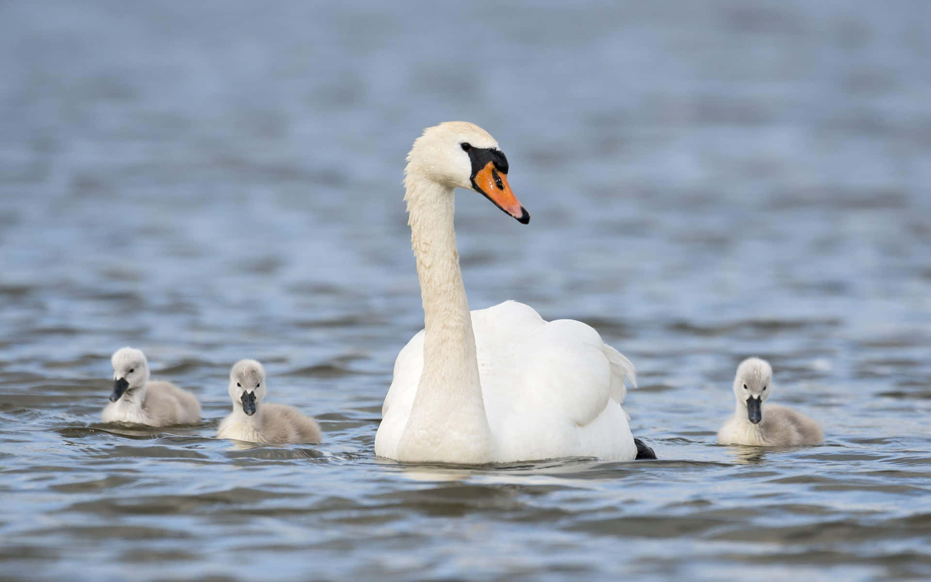 Swan With Cygnets Swimming Wallpaper