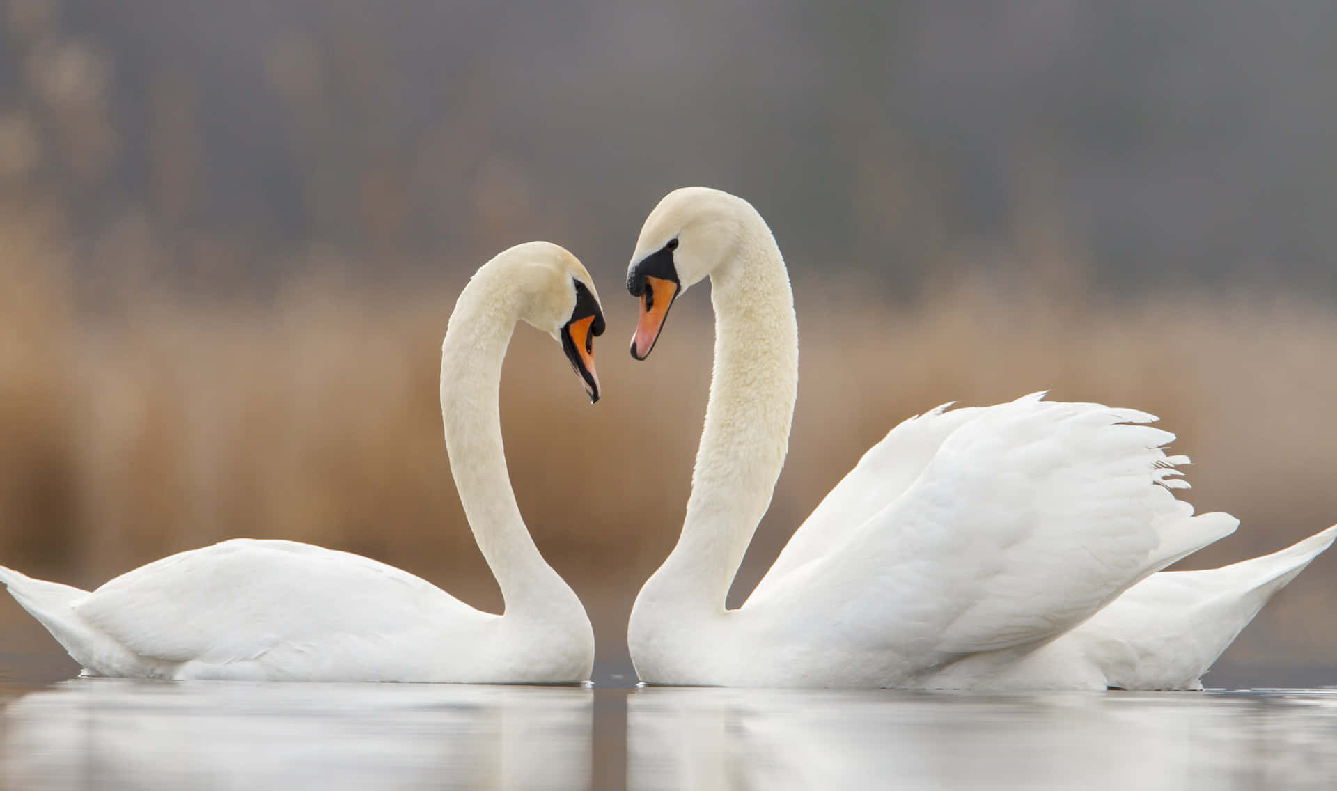 Swans Heart Formation Lake Wallpaper