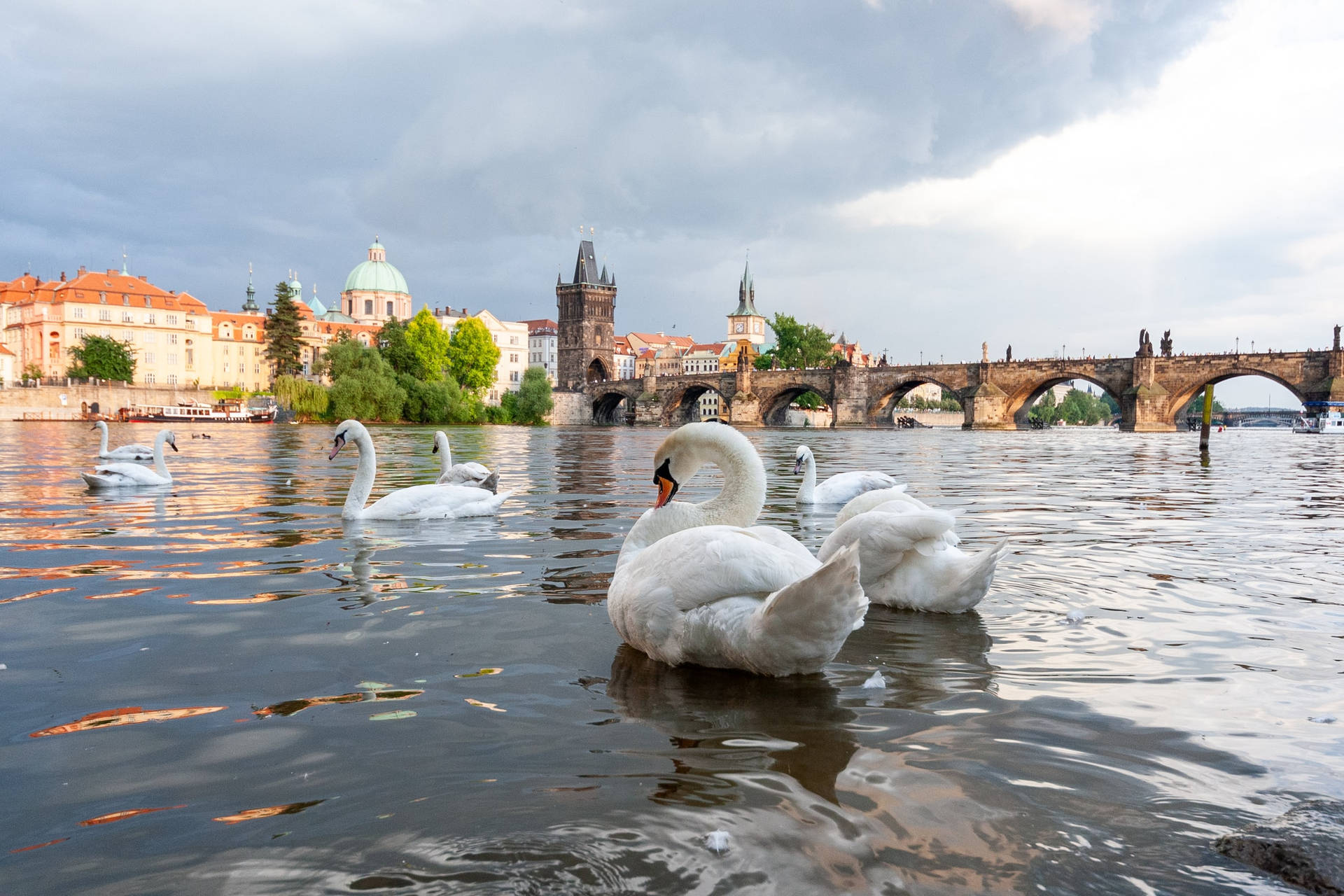 Swans On Vltava Czech Republic