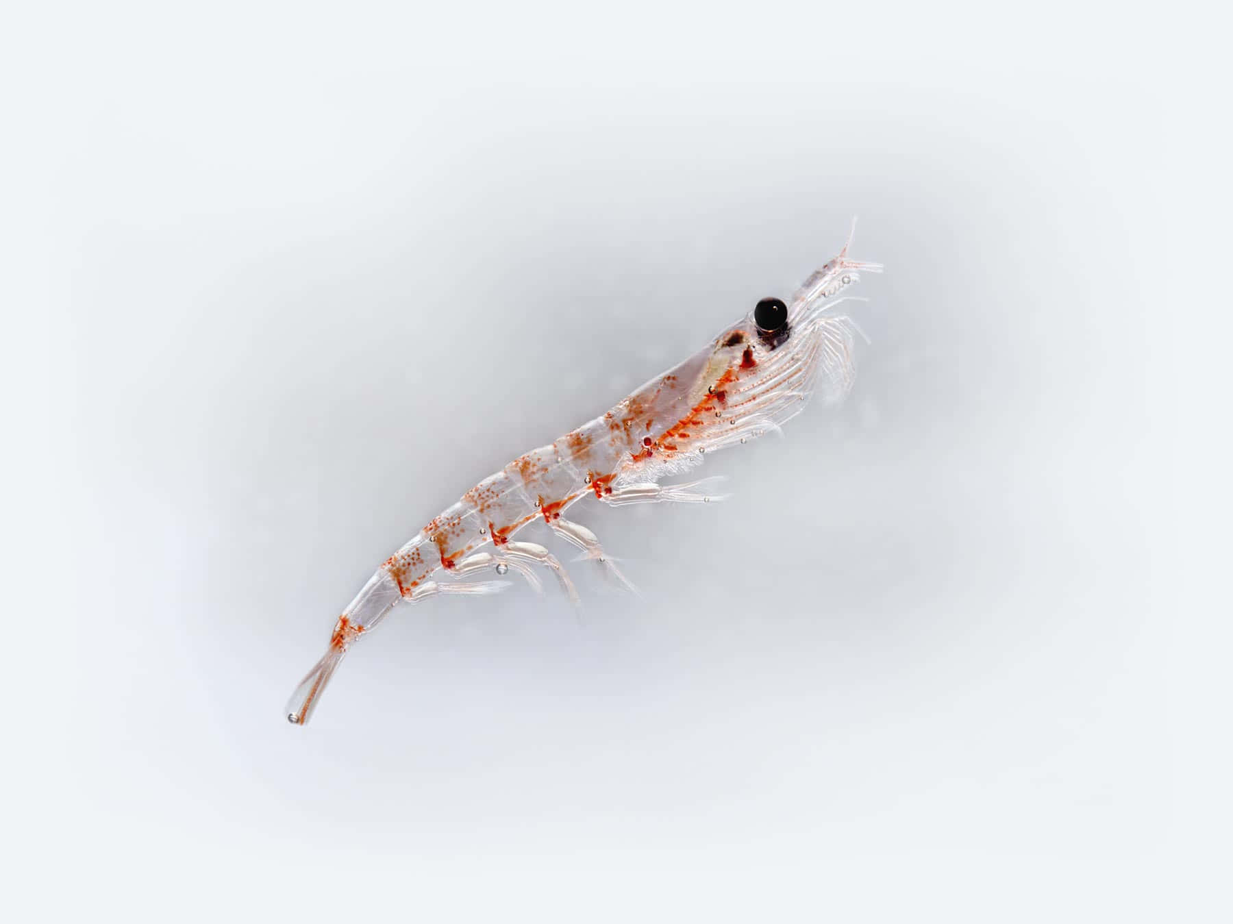 Essaim De Krill Dans La Mer Profonde Fond d'écran