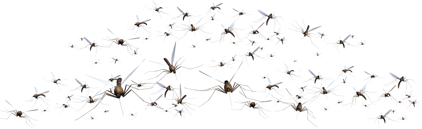 Swarm_of_ Mosquitoes_ Flying PNG