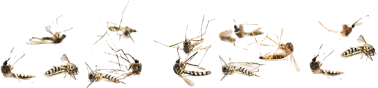 Swarm_of_ Mosquitoes_ Flying PNG