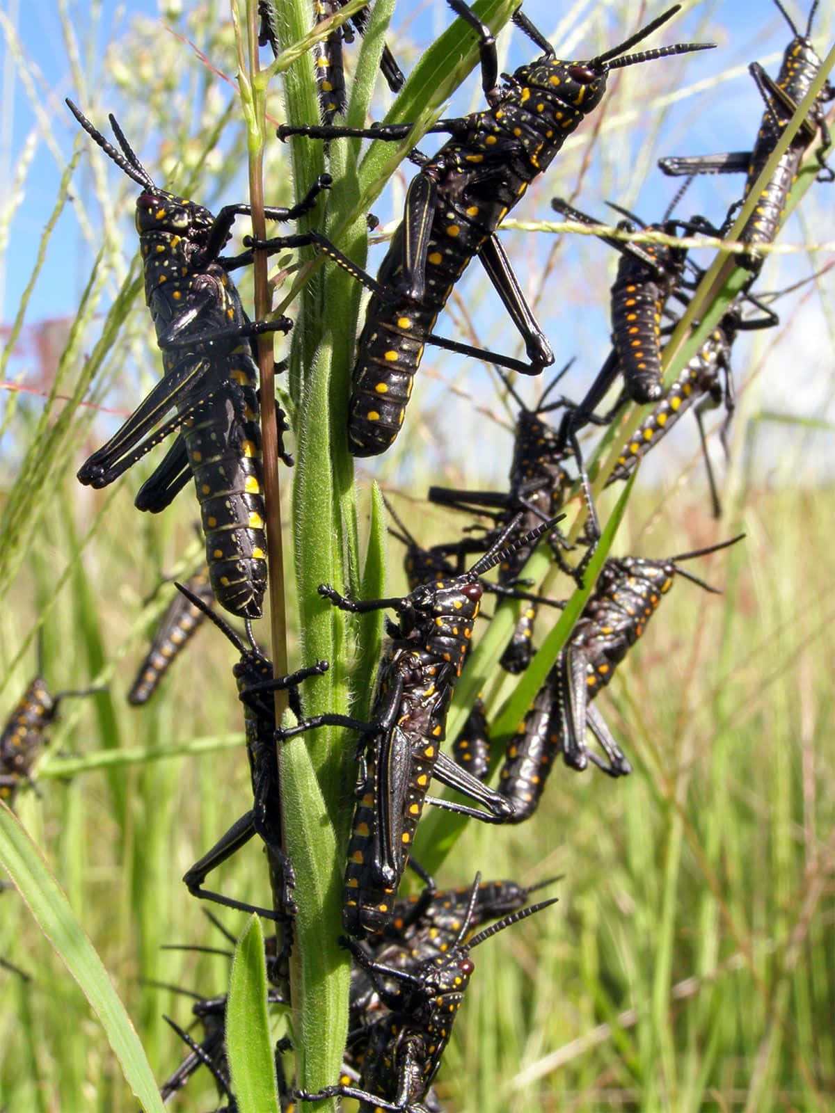 Swarming Locustson Plant Stalk Wallpaper