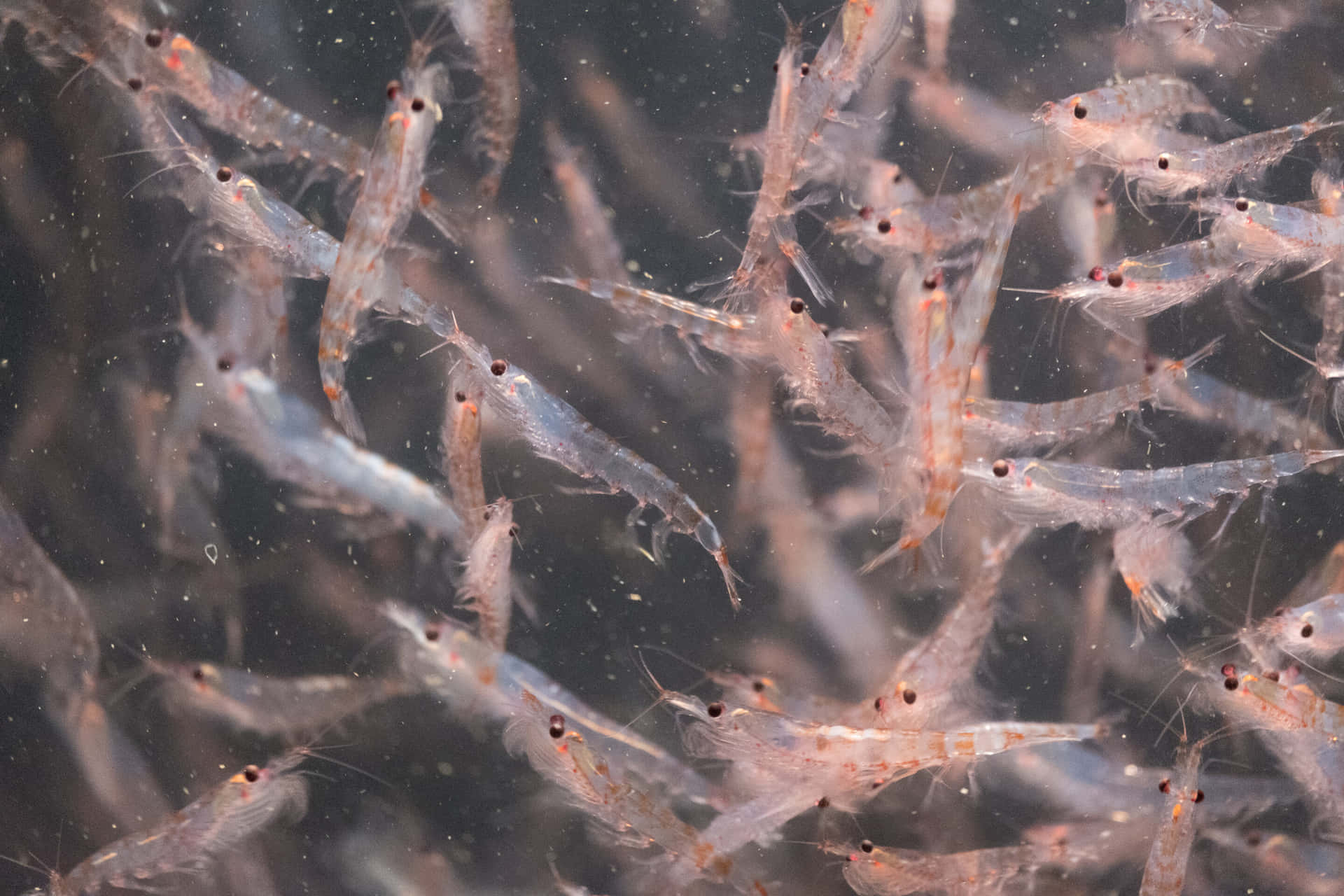 Essaim De Krill Sous L'eau Fond d'écran