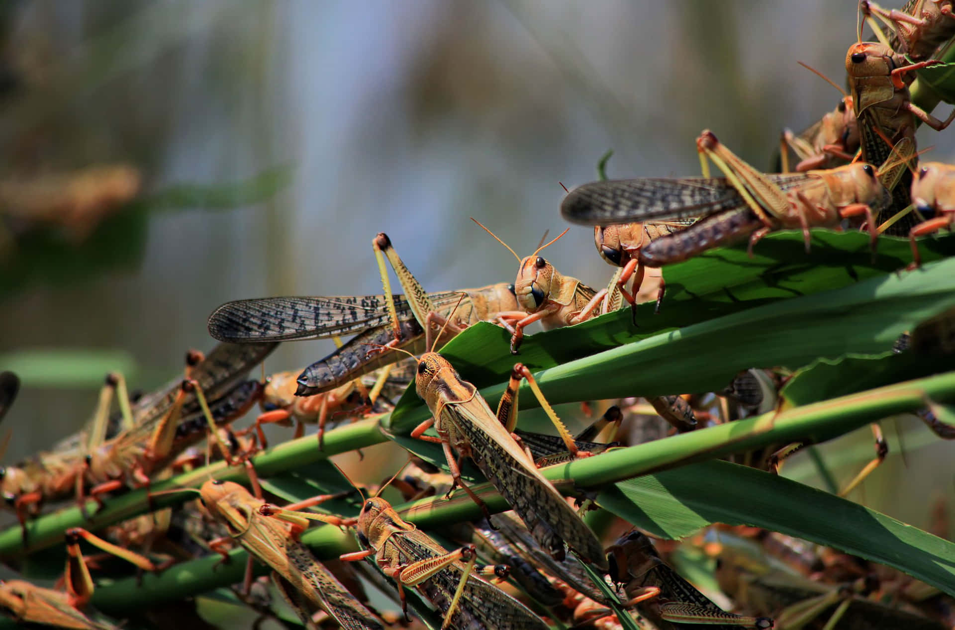 Swarmof Locustson Plants.jpg Wallpaper