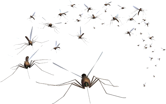 Swarmof Mosquitoes Transparent Background PNG