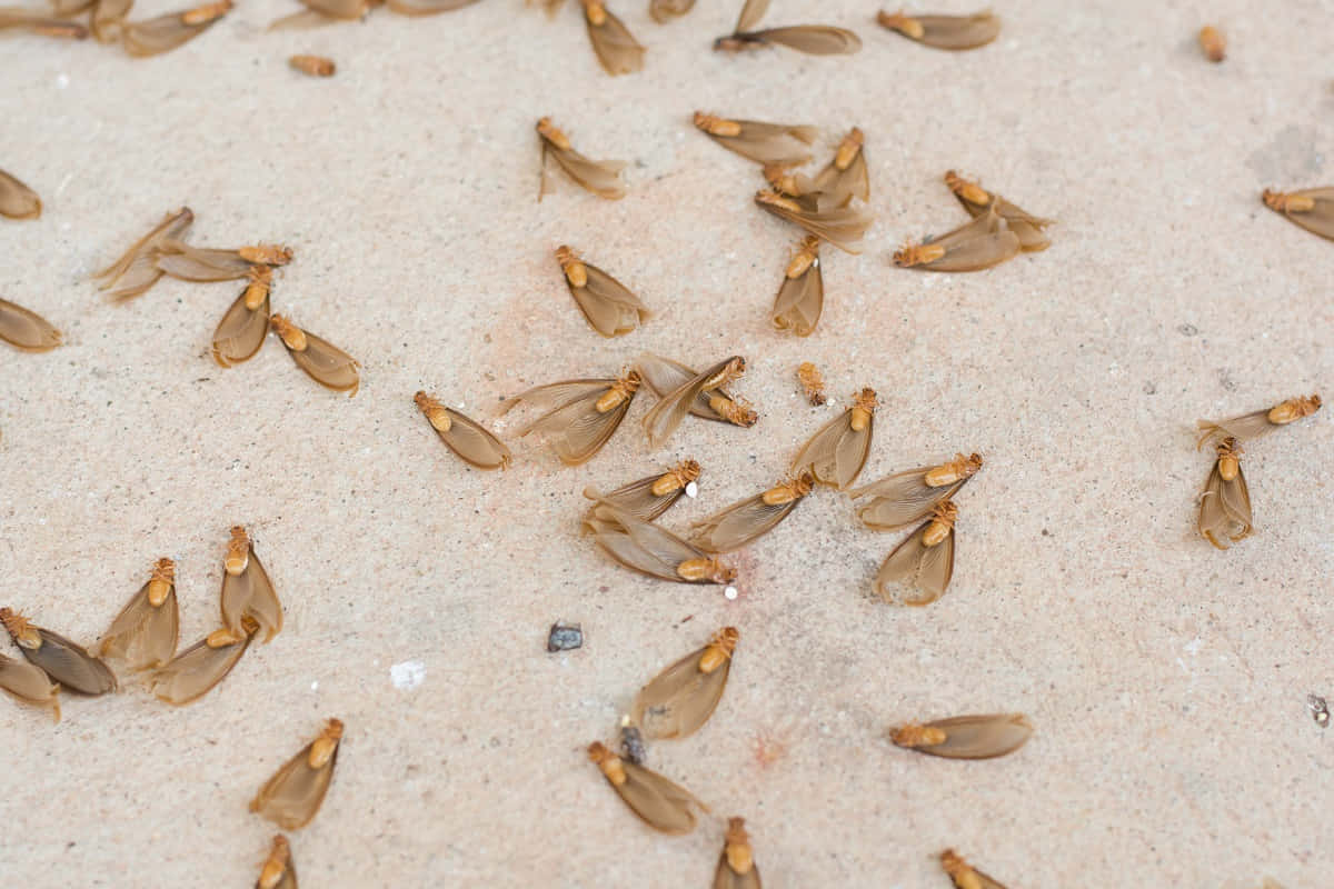 Essaim De Termites Au Sol Fond d'écran