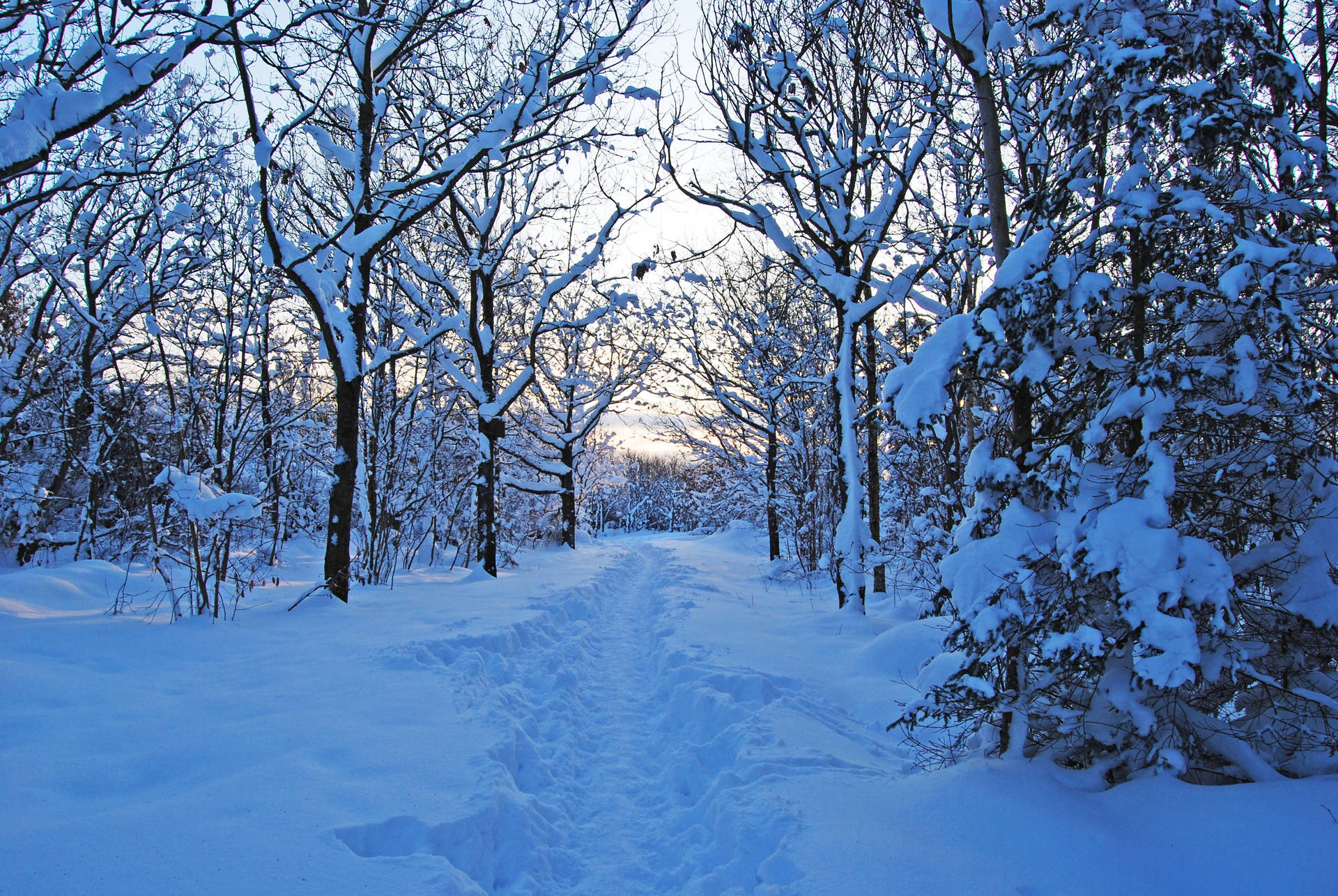 Florestade Inverno Na Suécia Papel de Parede