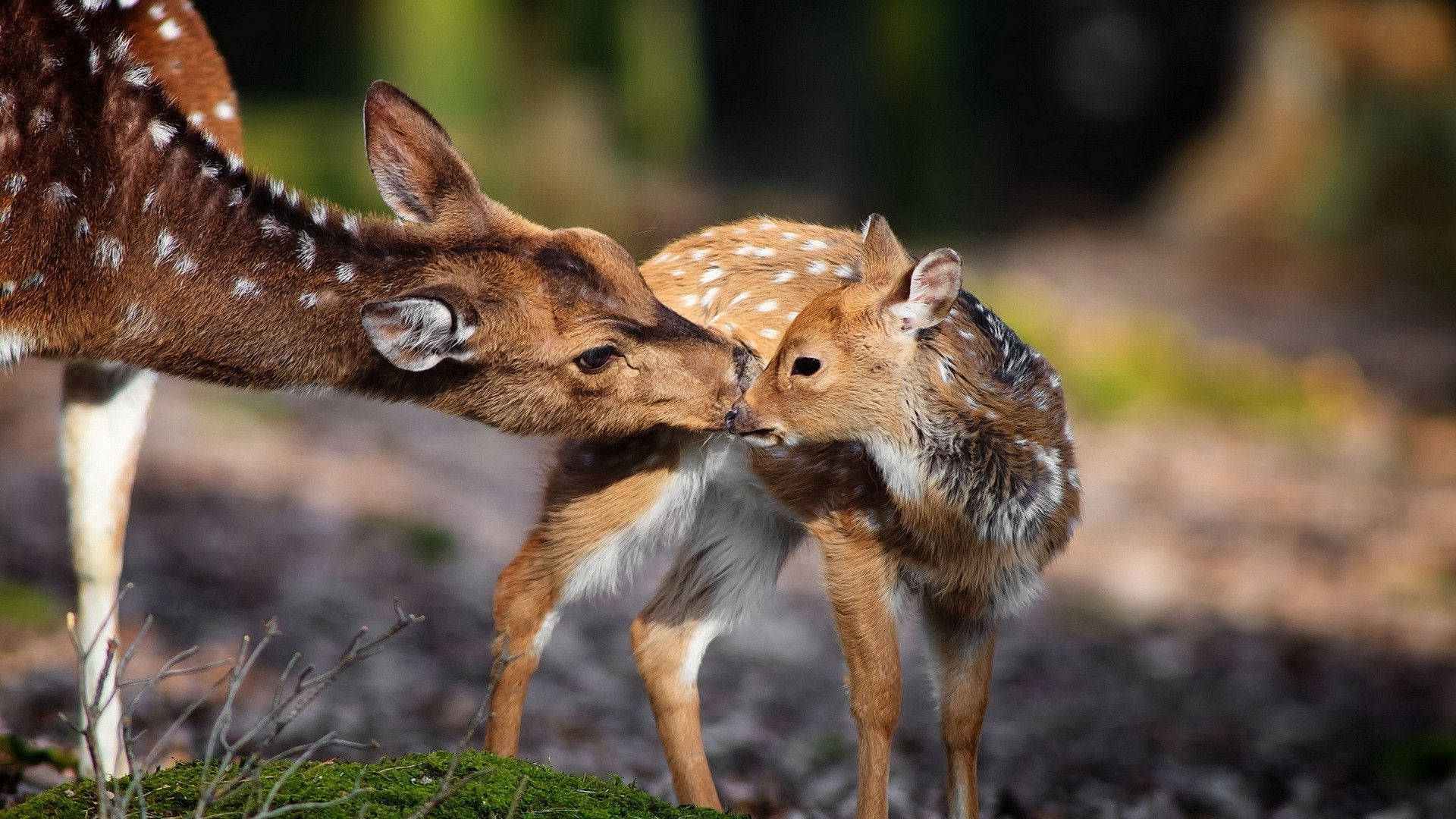 Download Sweet Baby Deer Animal Wallpaper 