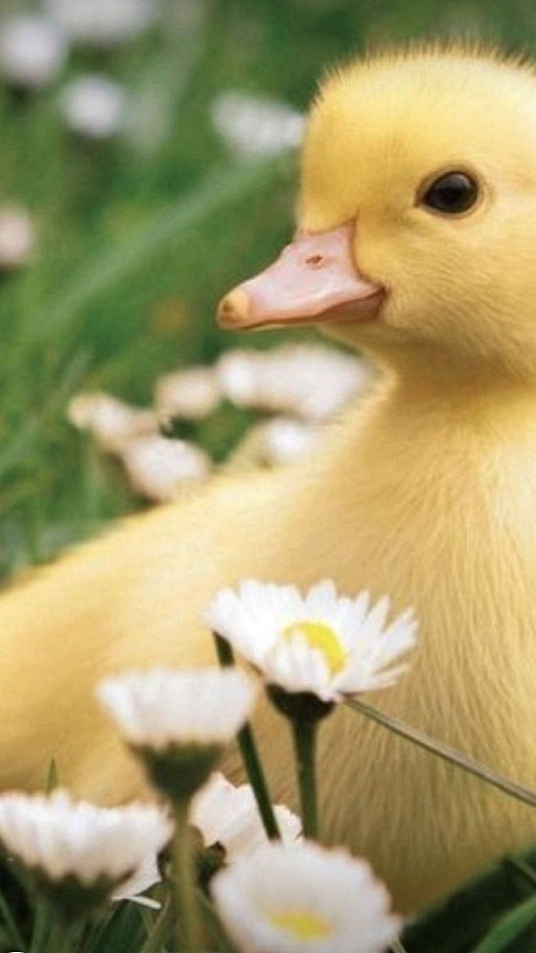 Sweet baby duck wallpaper: Hình nền với chú vịt con đáng yêu sẽ mang đến cho bạn sự ngọt ngào và tình cảm. Hãy cùng chiêm ngưỡng hình ảnh ngộ nghĩnh này để tìm lại tuổi thơ của mình!