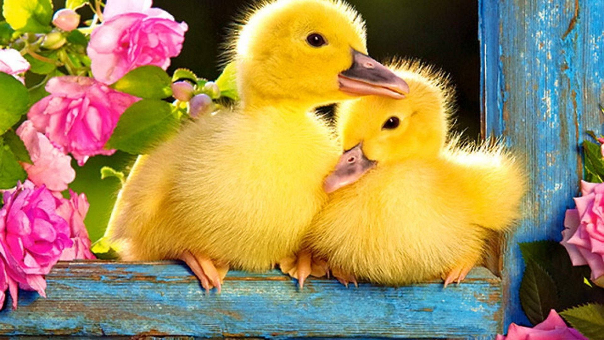 Sweet baby ducks wallpaper