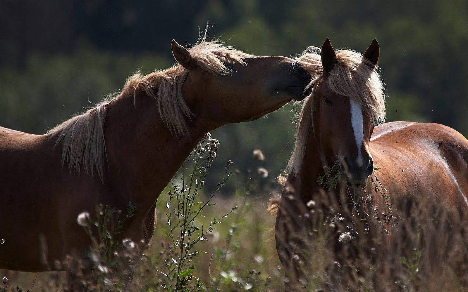 Sweet Beautiful Horses In The Meadow