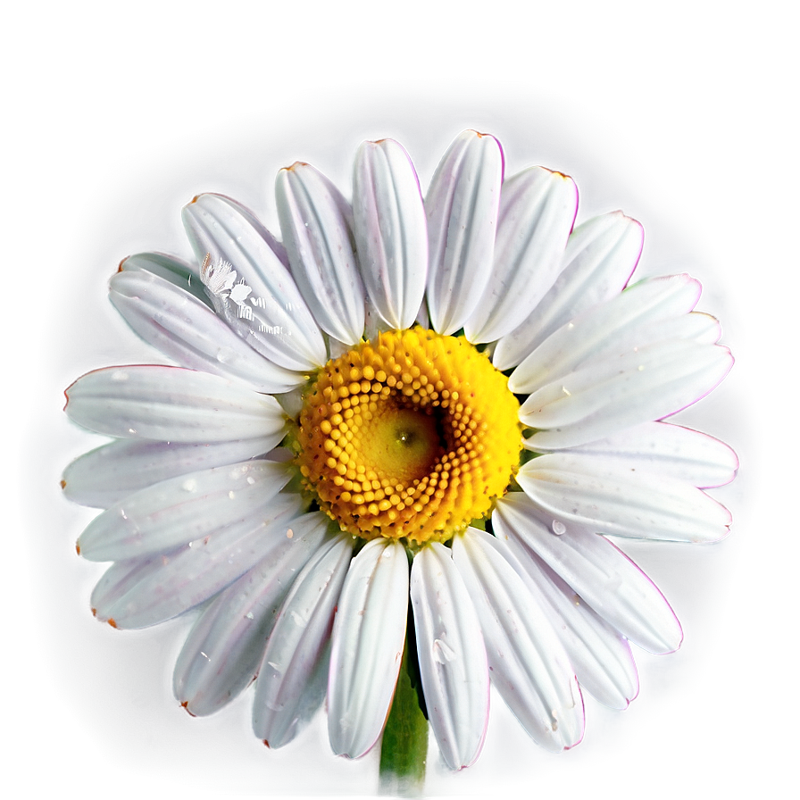 Sweet Daisy Graphic Png 1 PNG