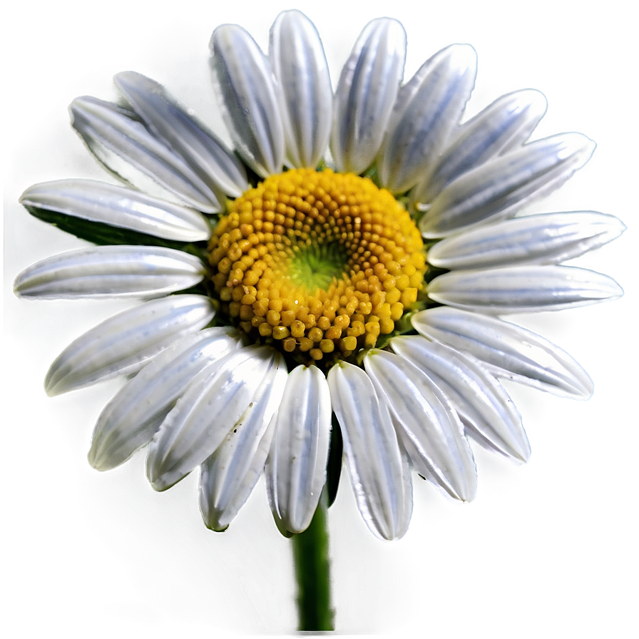 Sweet Daisy Graphic Png Wro61 PNG