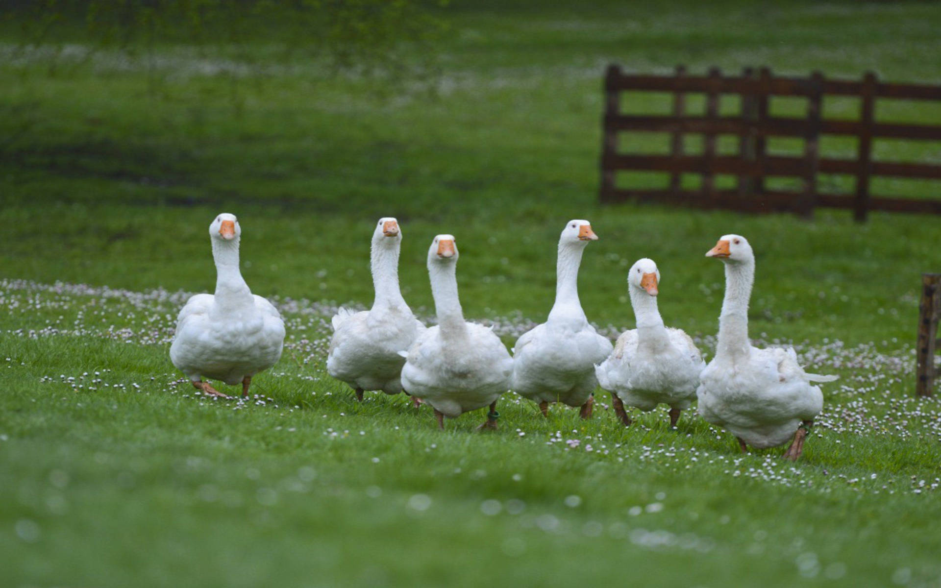 Sweet Flock Of Geese Wallpaper