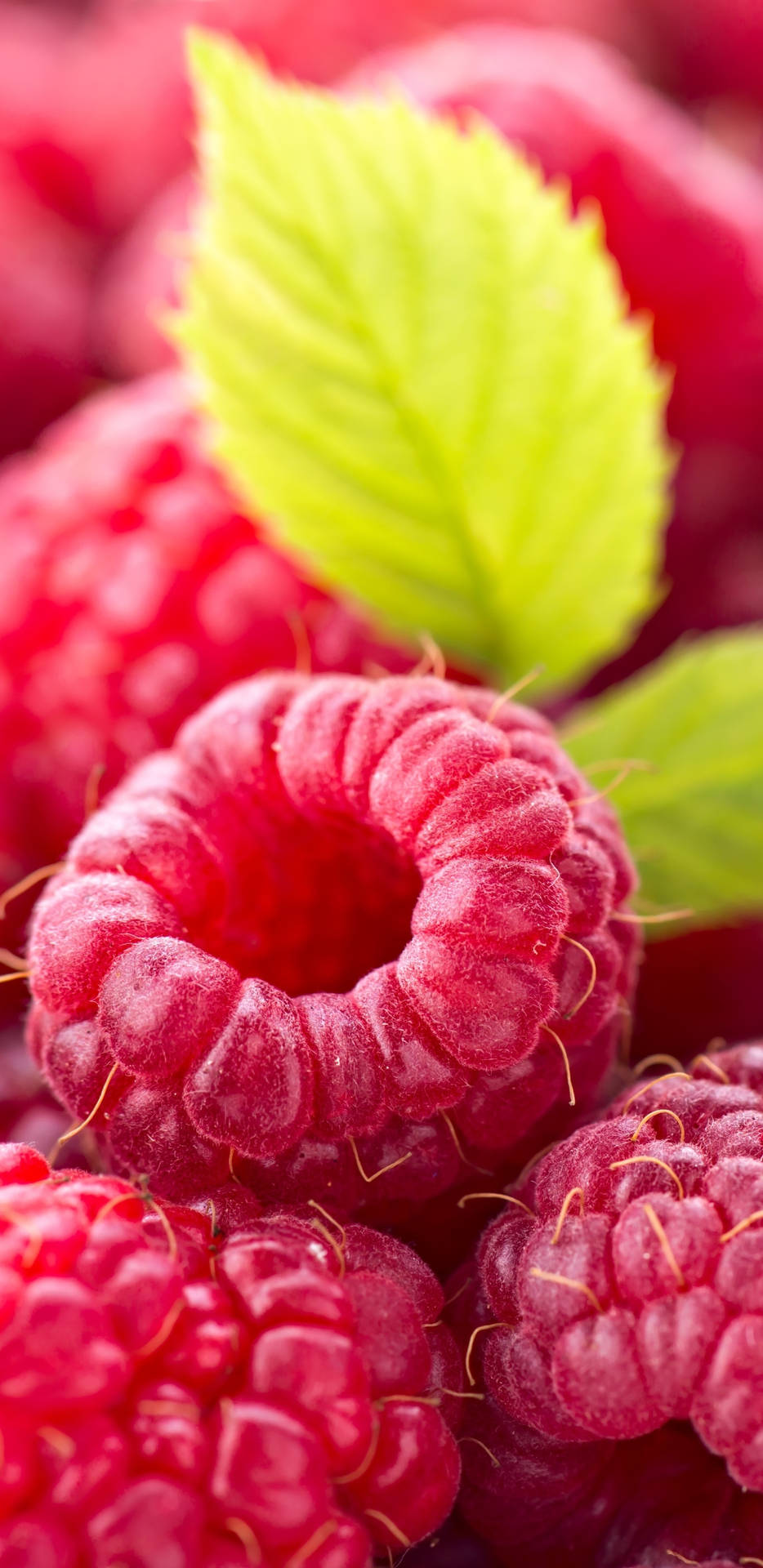 Sweet Fruit Raspberries Wallpaper