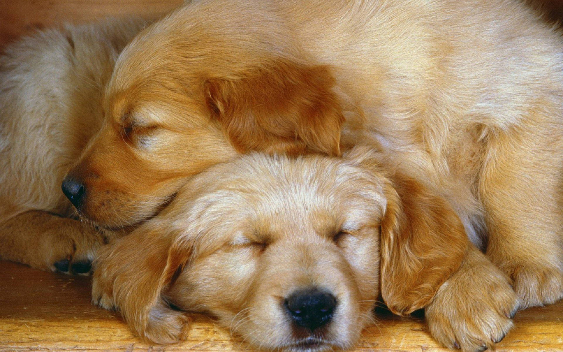 Sweet Golden Retriever Puppies Wallpaper