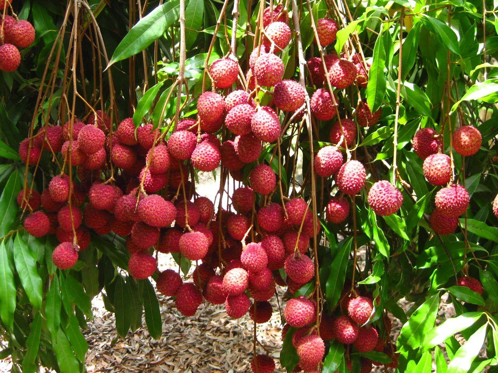Sweet Lychee Fruits Hanging From Tree Wallpaper