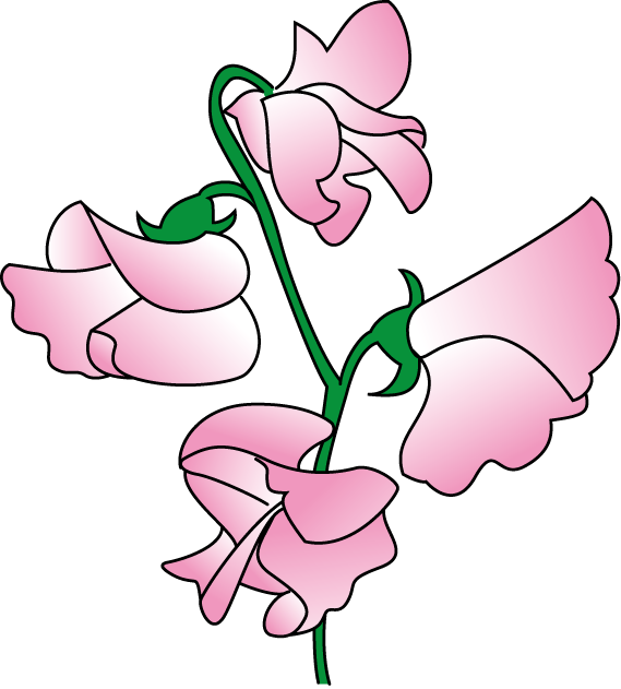 Sweet Pea Flowers Illustration PNG