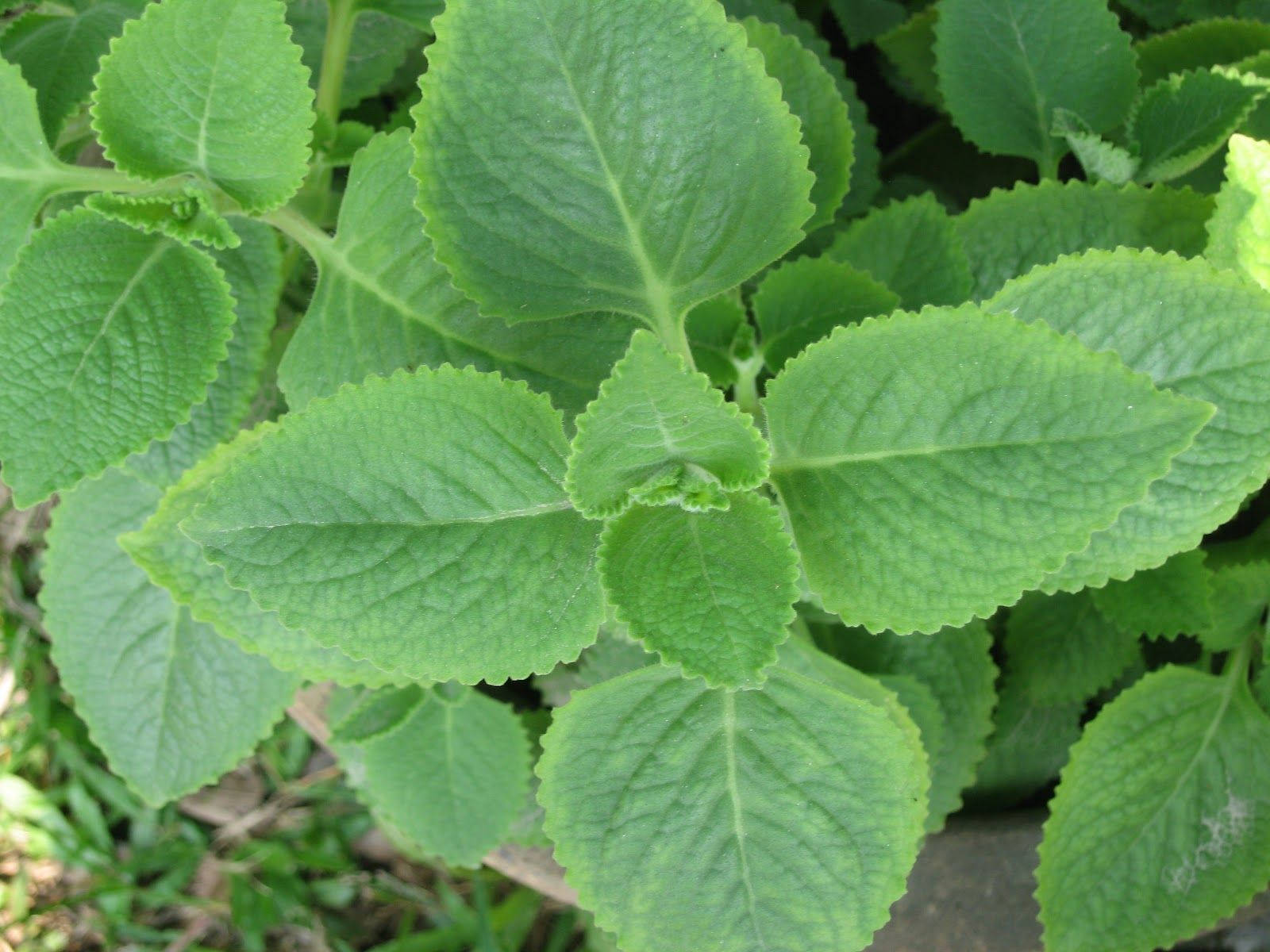 Sweet-Smelling Mint Plant Wallpaper