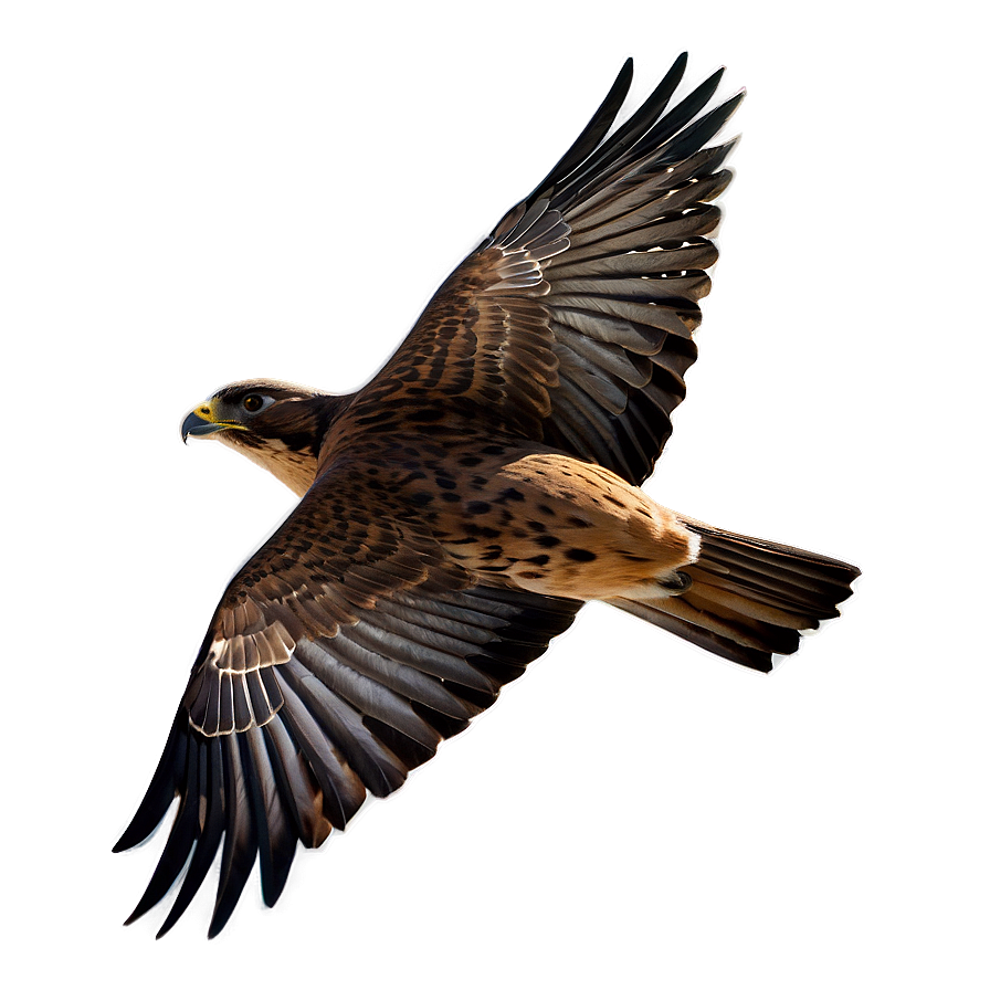 Swift Flying Falcon Png 06122024 PNG