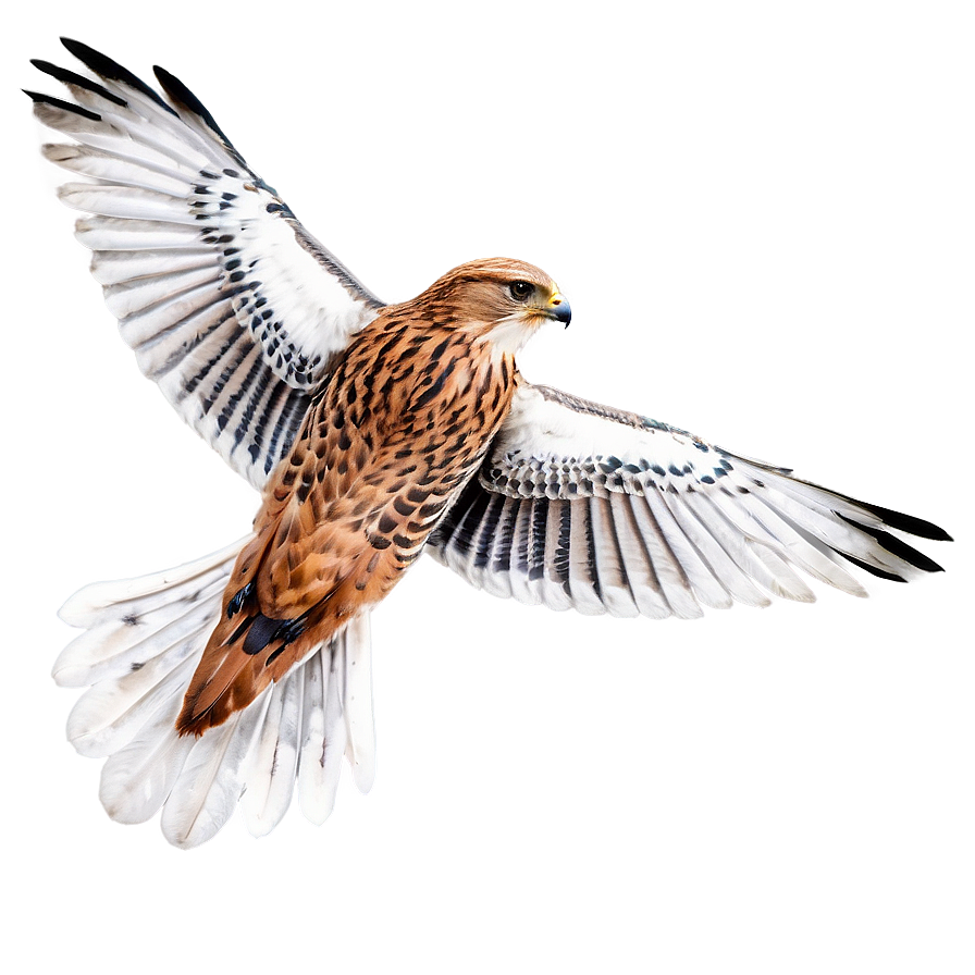 Swift Flying Falcon Png 59 PNG