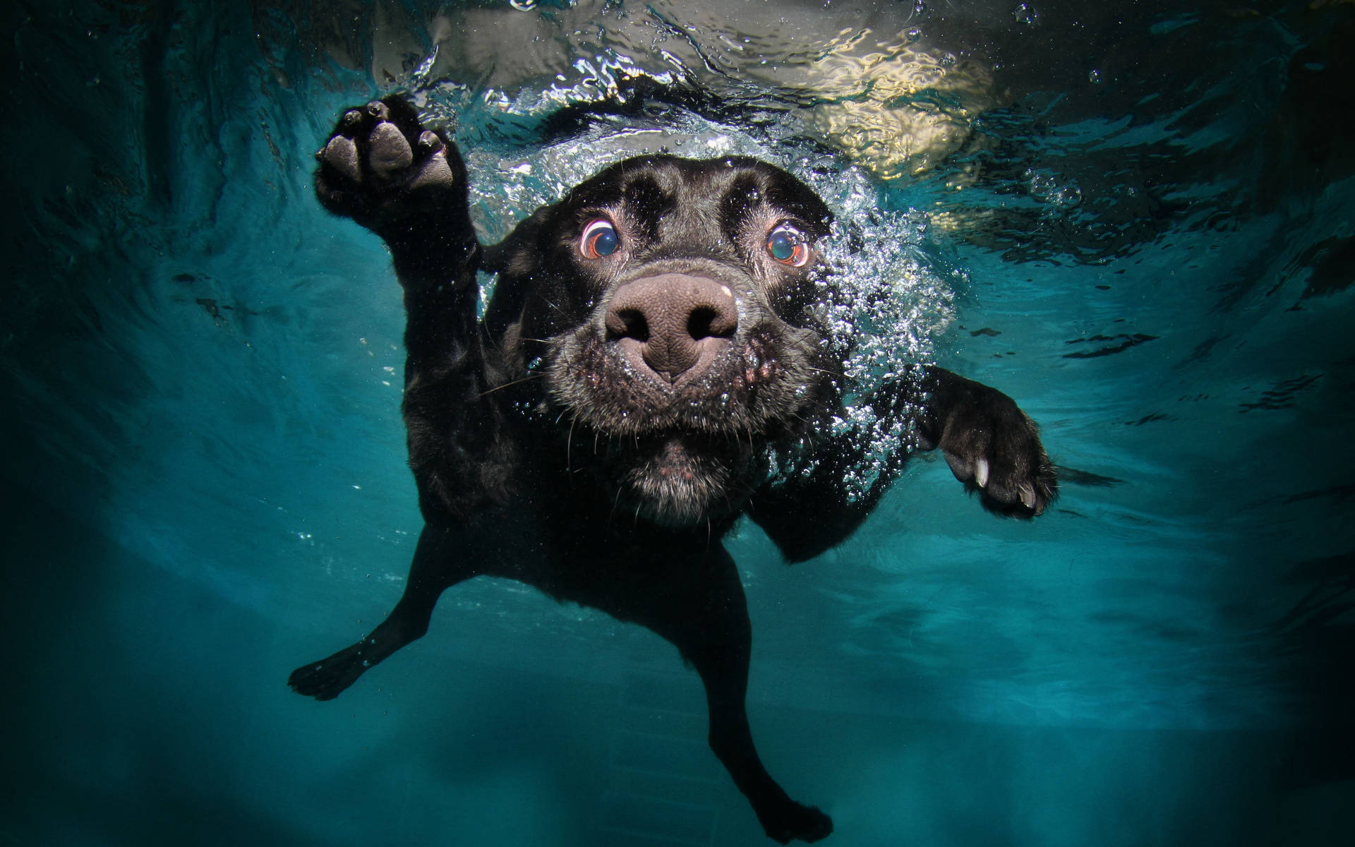 Swimming Black Dog Wallpaper