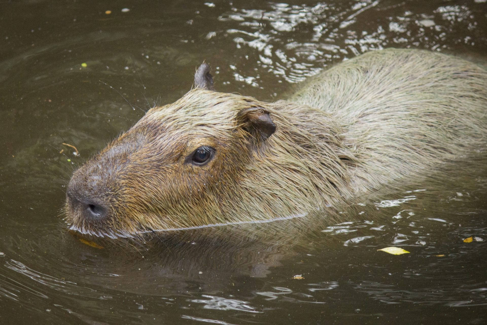 Swimming Capybara In Freshwater Wallpaper