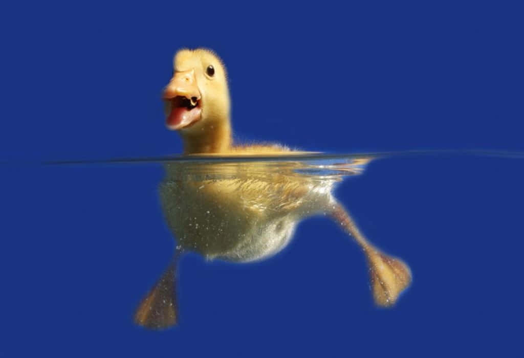 Swimming Duckling Underwater View.jpg Wallpaper
