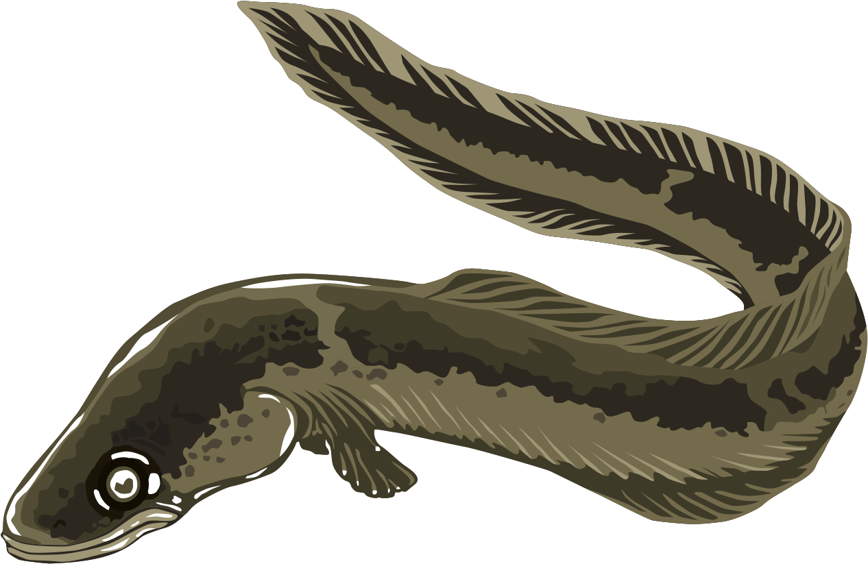 Swimming Eel Illustration.png PNG