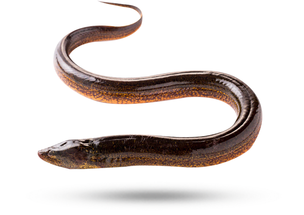 Swimming Eel Isolated Background PNG