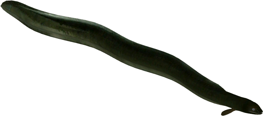 Swimming Eel Isolated Background PNG