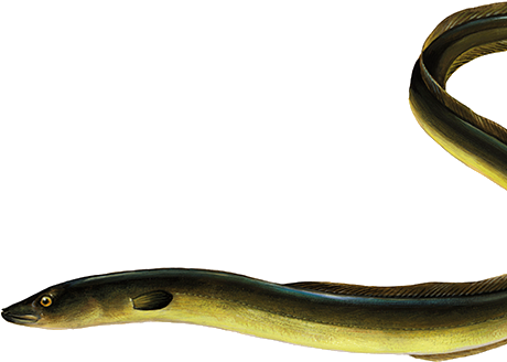 Swimming Eel Transparent Background PNG