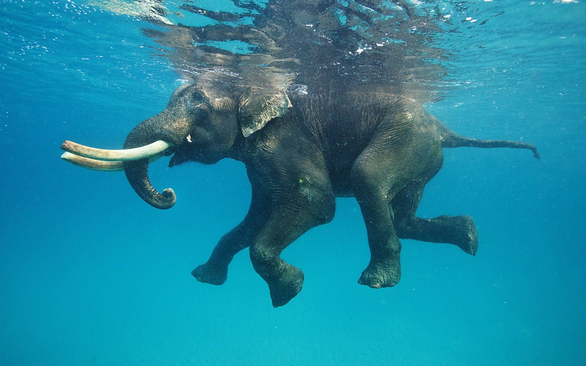 Swimming Elephant Underwater Photography Wallpaper