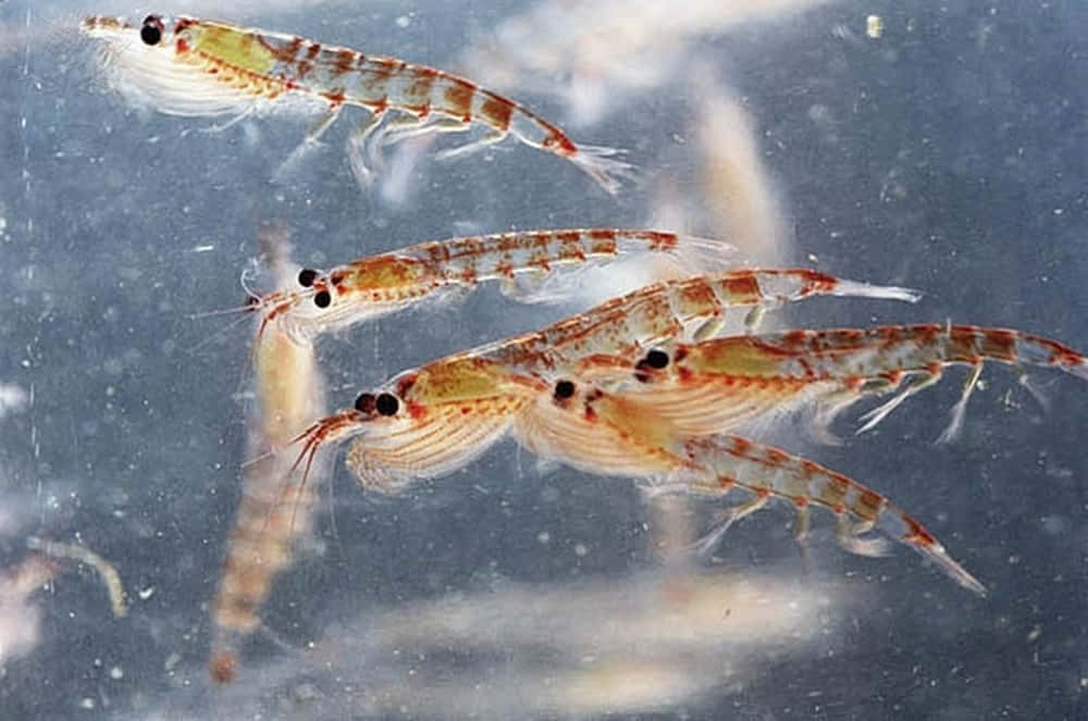 Svømmende Krill I Dype Blå Farvann Bakgrunnsbildet