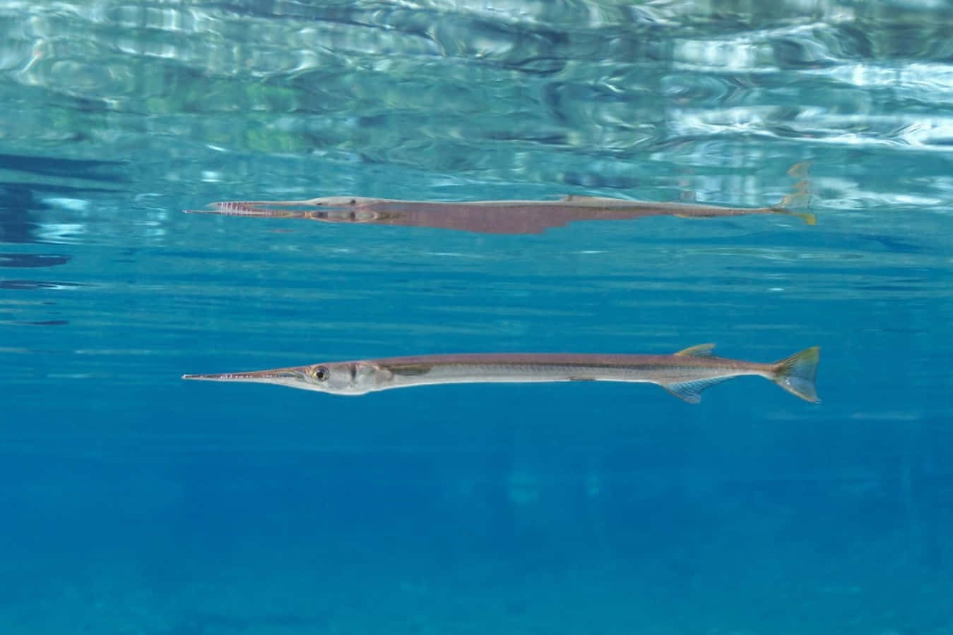 Download Swimming Needlefish Underwater Scene Wallpaper | Wallpapers.com