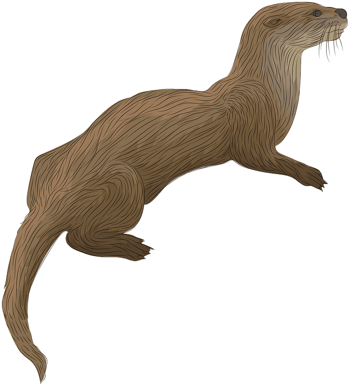 Swimming Otter Illustration.png PNG