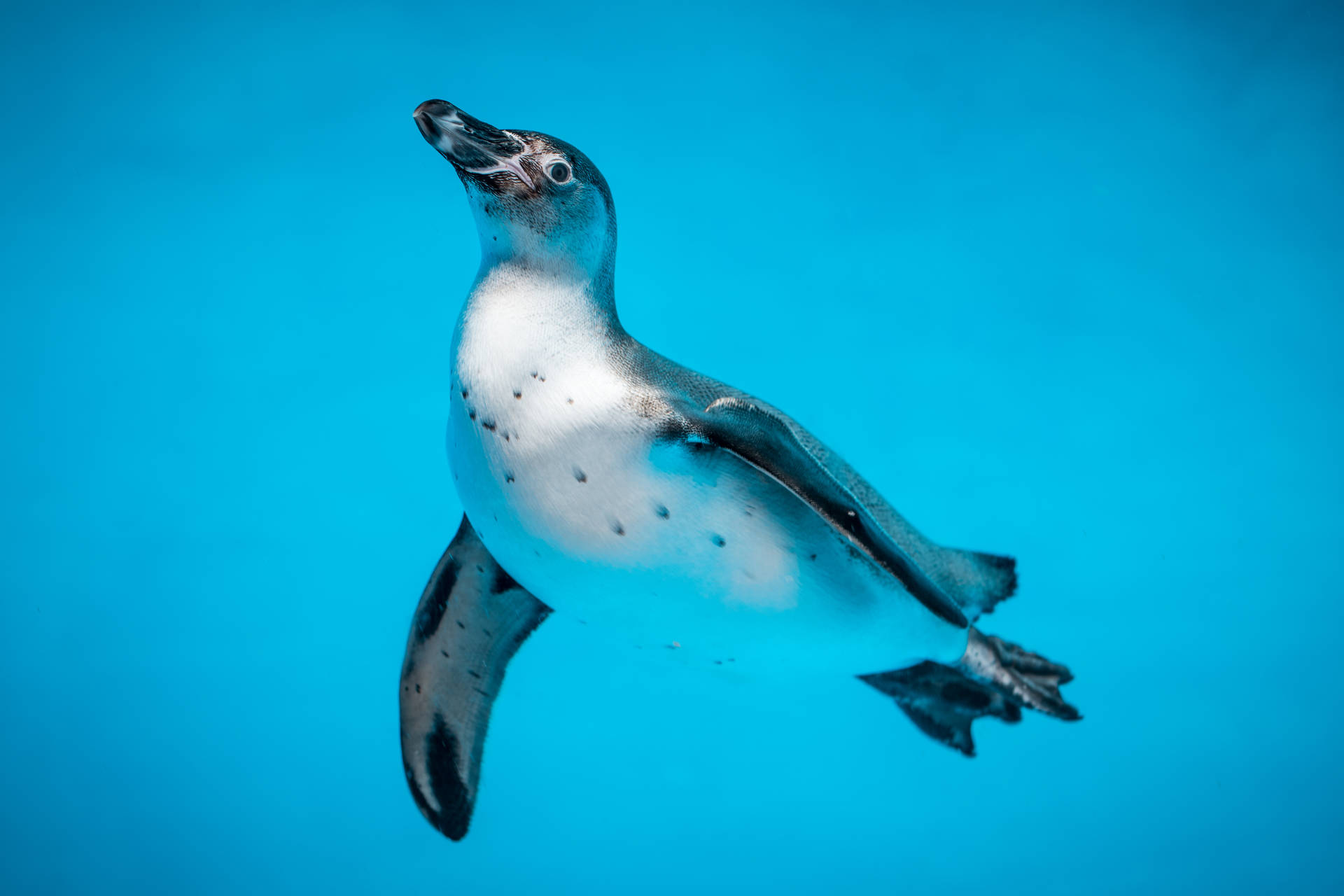 Pinguimnadador Incrível Animal. Papel de Parede