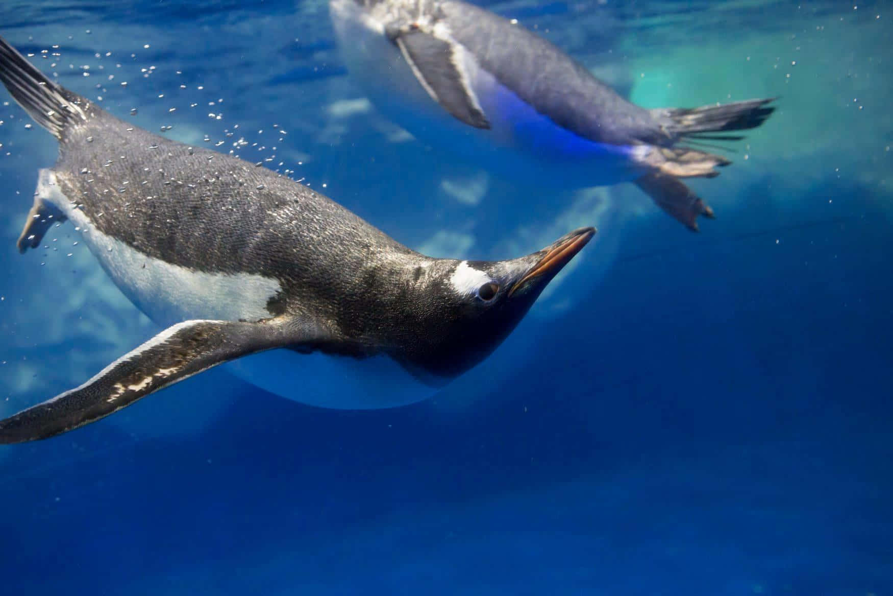 Pingouins Nageant Sous L'eau Fond d'écran