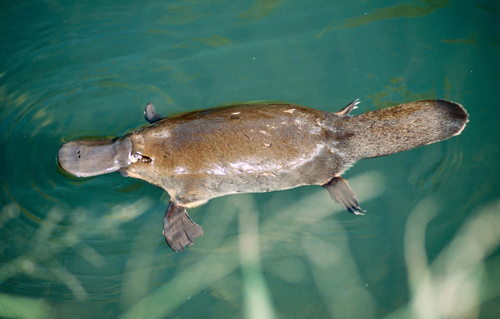 Svømmende Platypus Aerial Utsikt Bakgrunnsbildet