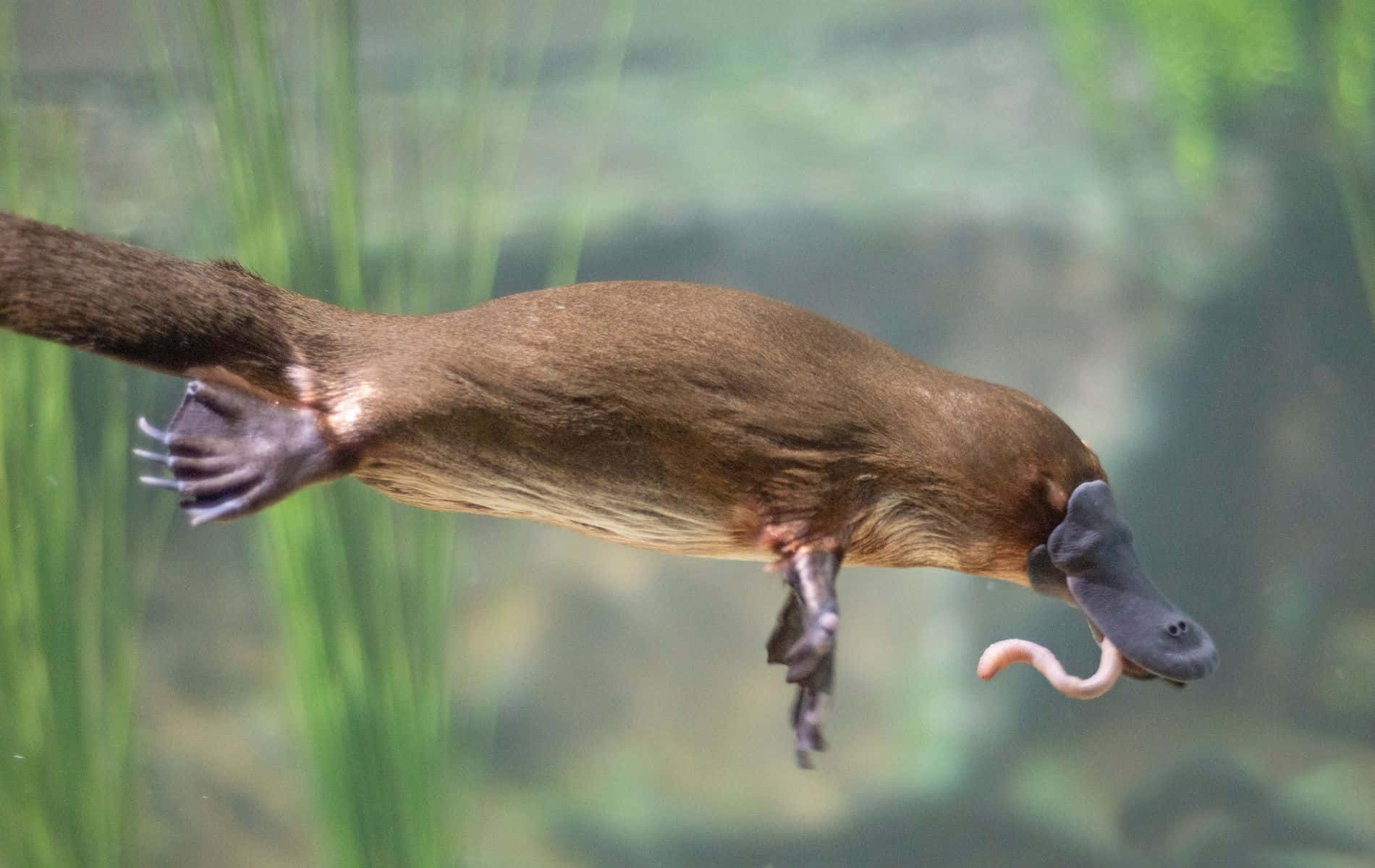 Svømmende Platypus Fanger Bytte Bakgrunnsbildet