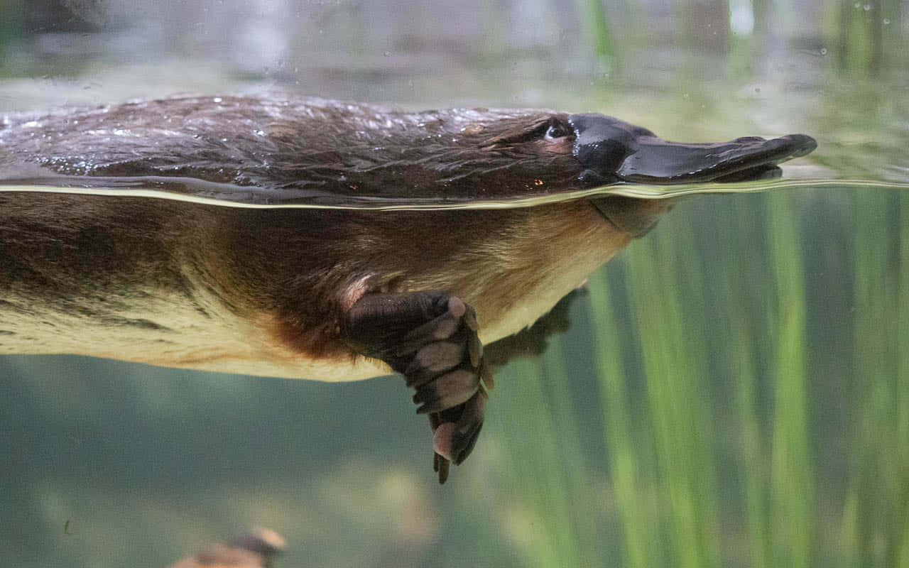 Svømmende Platypus Halv Nedsenket Bakgrunnsbildet