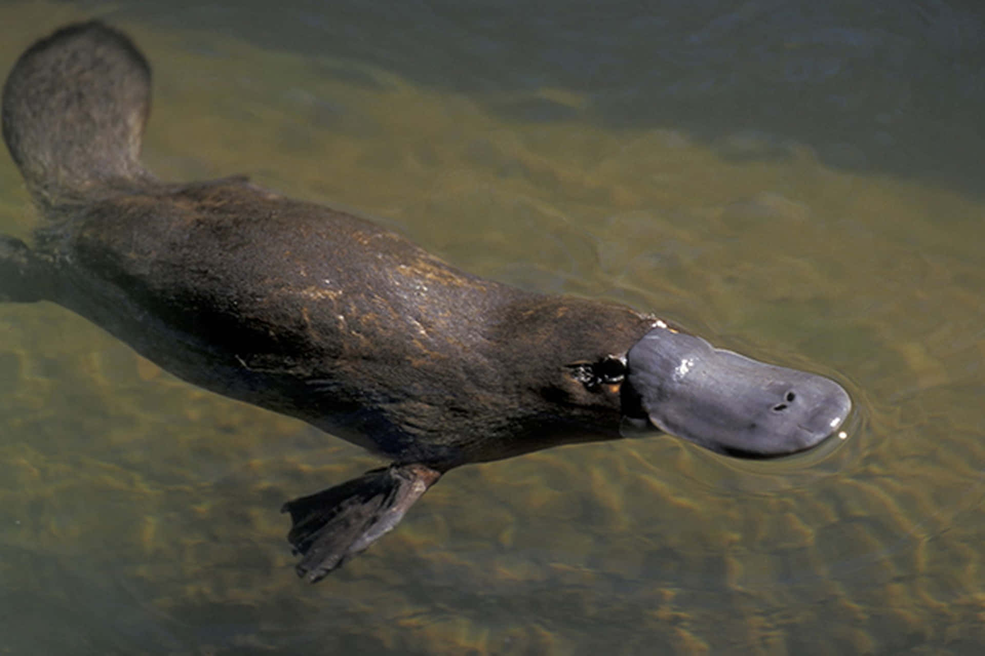 Svømmende Platypus I Naturlig Habitat Bakgrunnsbildet