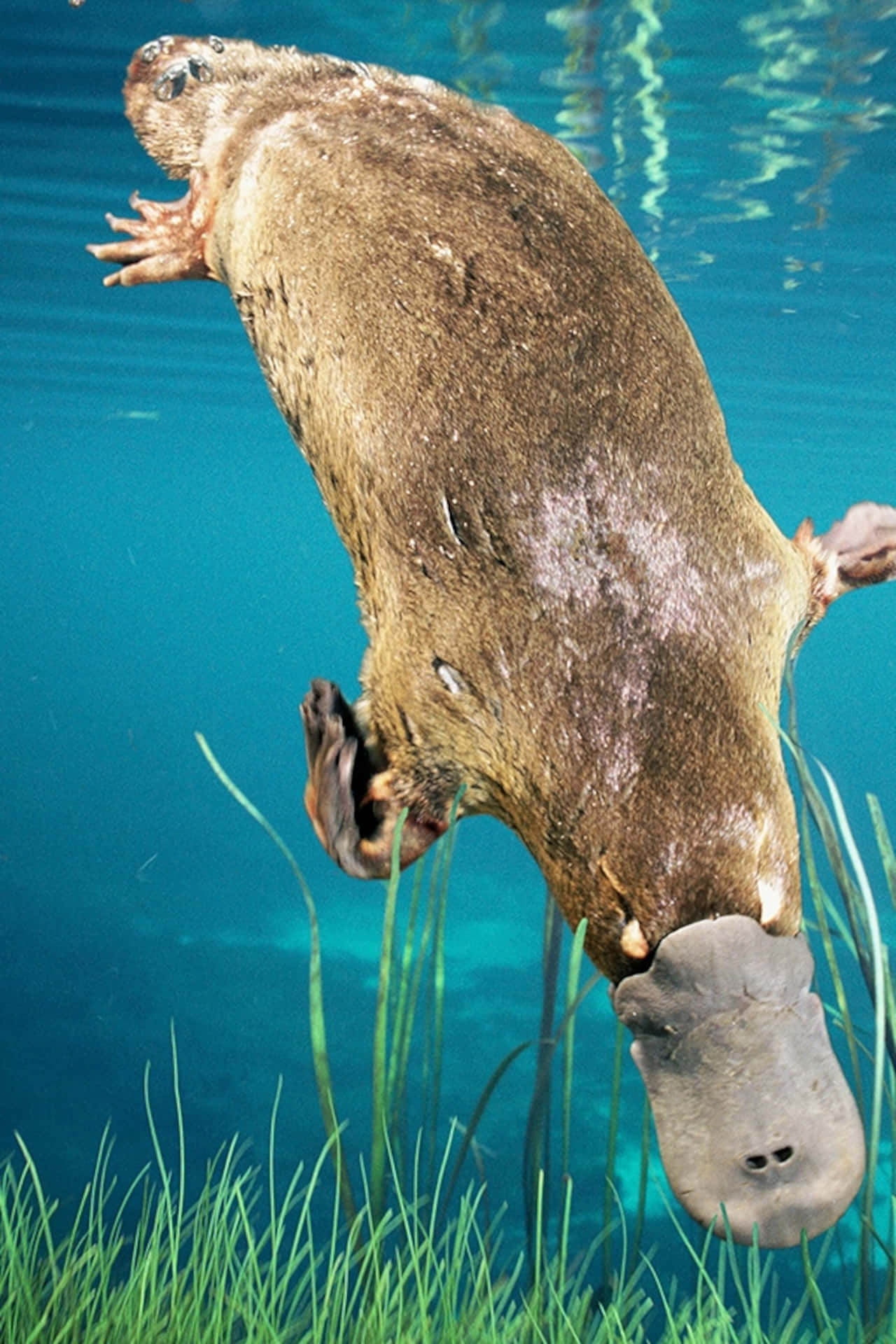 Swimming Platypus Underwater.jpg Wallpaper