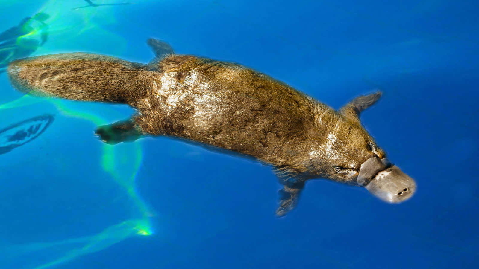 Svømmende Platypus Under Vann Bakgrunnsbildet