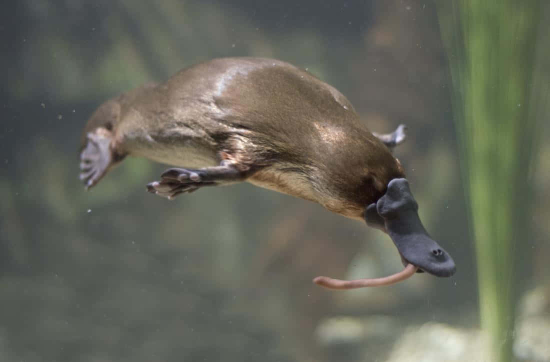 Swimming_ Platypus_ Underwater.jpg Wallpaper