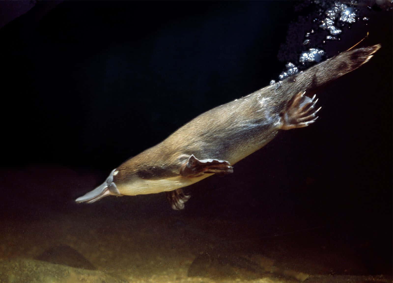 Svømmende Platypus Under Vann Bakgrunnsbildet