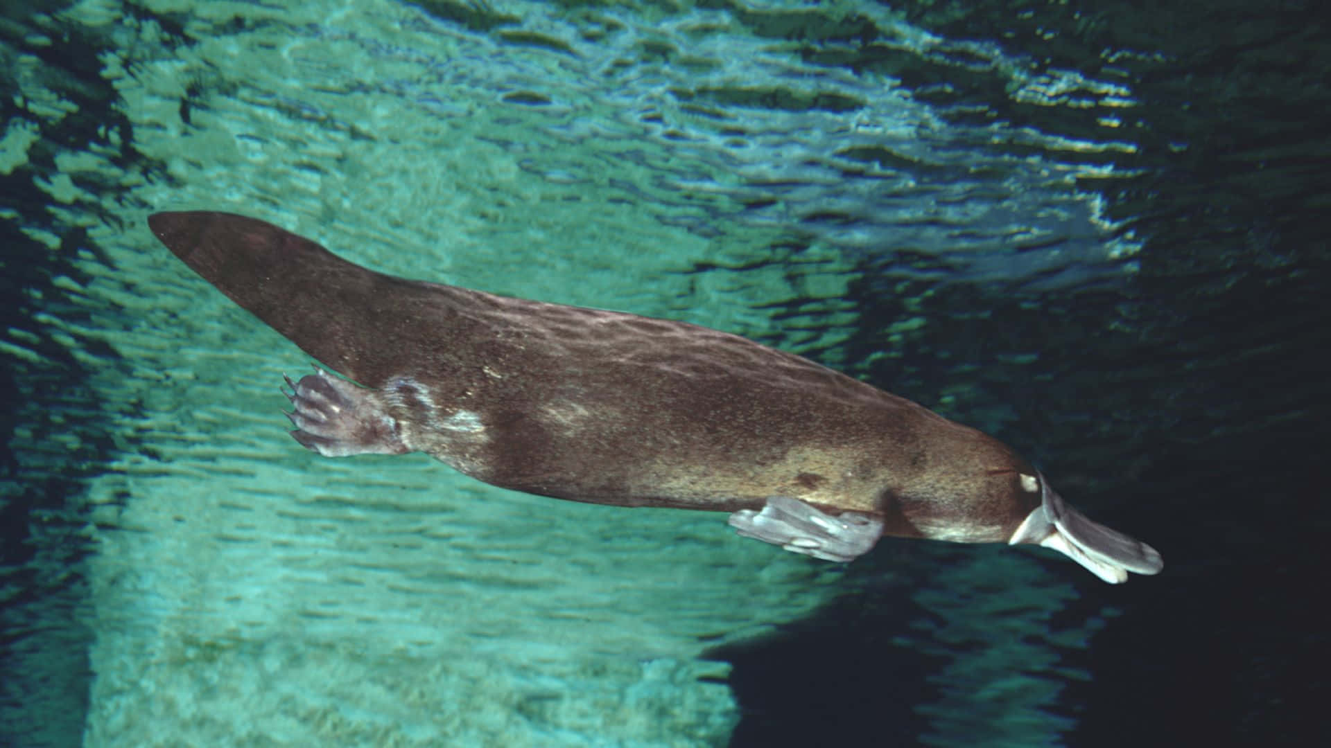 Svømmende Platypus Under Vann Bakgrunnsbildet