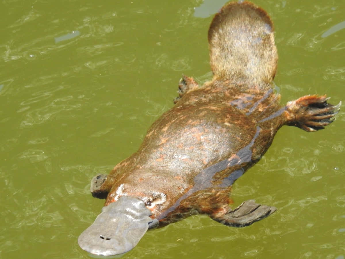 Svømmende Platypus Villmark Bakgrunnsbildet